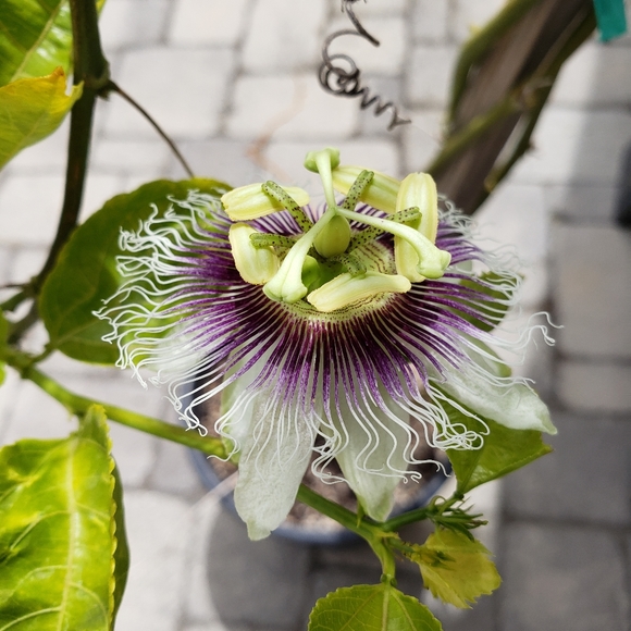 Meet your Posher, Jen - Picture 4 of 4